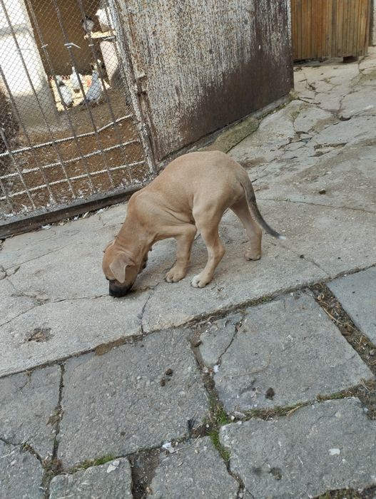 Питбул - 2 мъжки, 1 женско