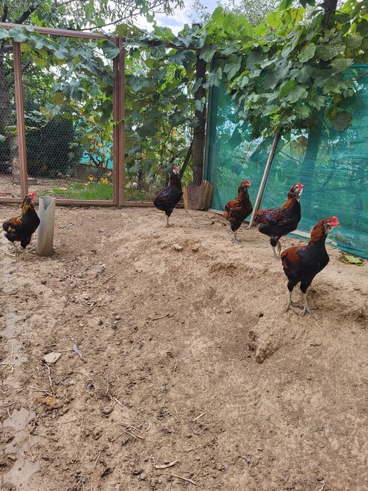 Cocoși Araucana de vanzare
