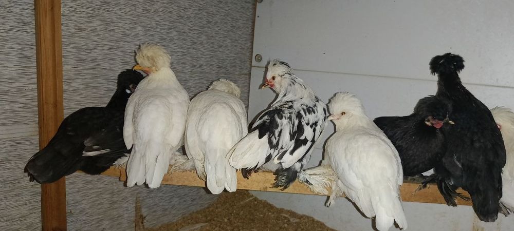 Япон 1 та  Хуроз ва 8 та Товуклари