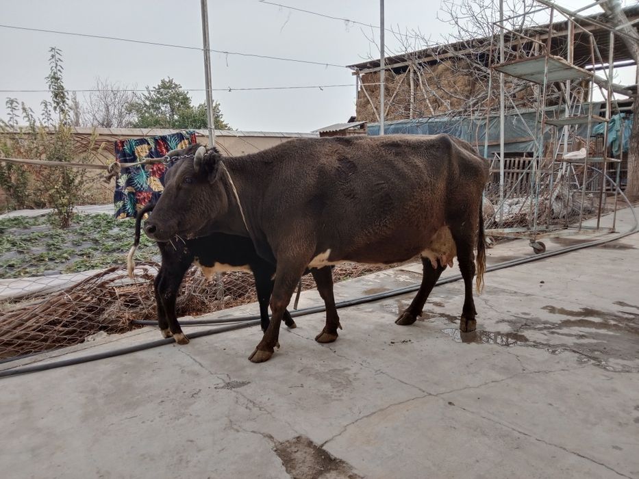 Кордова продается