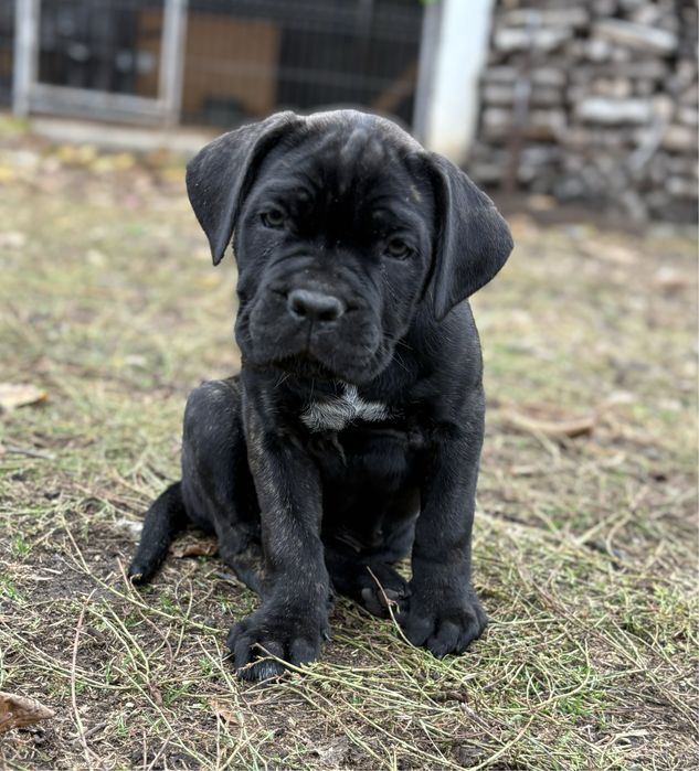 Pui de rasa-linii campioni:BRUNO x GRETA Red Dogs Champions