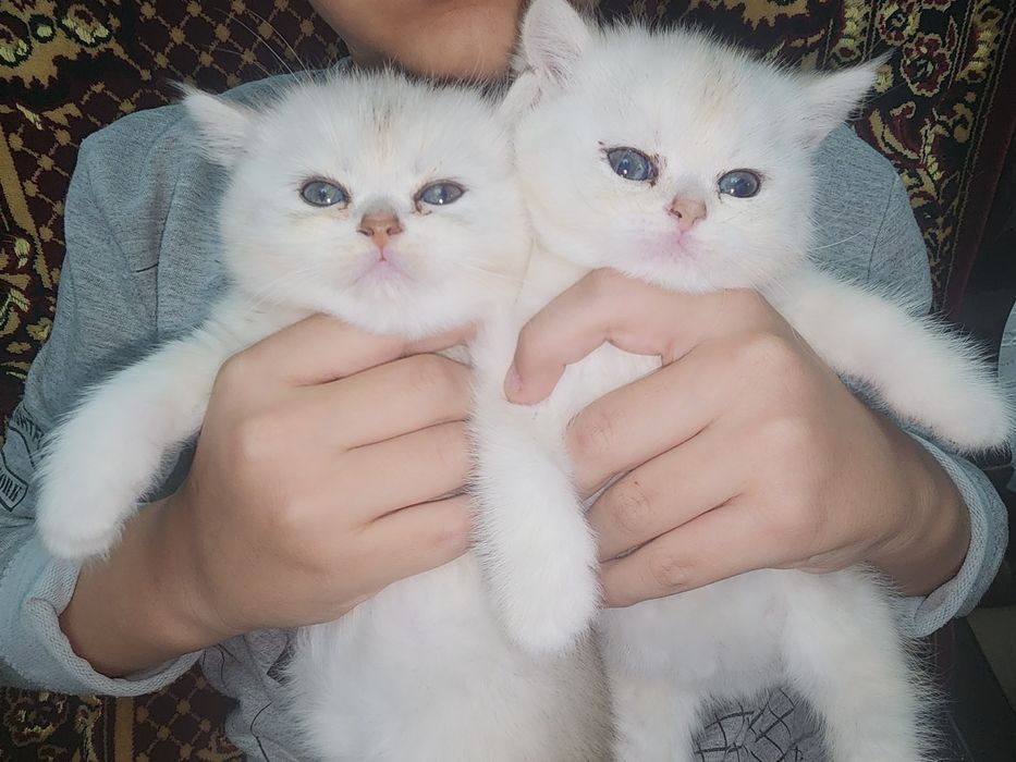 Продаются котята шиншилы