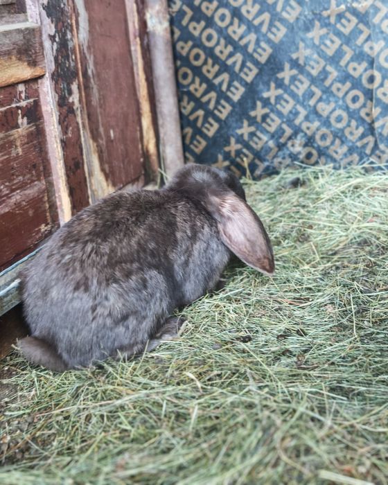 Френски качовати зайци