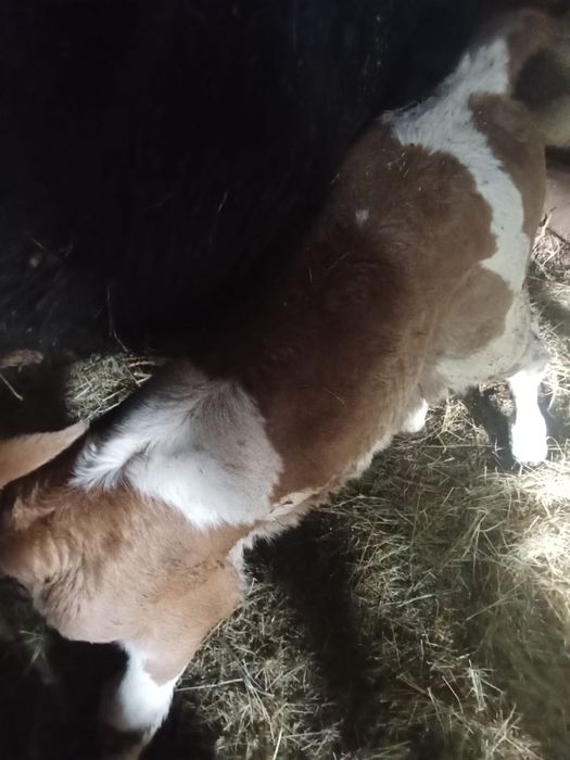 Vand vitea baltata romaneasca