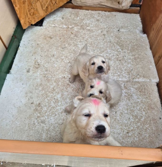 Продавам 3 малки Golden Retriever кученца – на 2 месеца