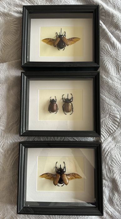 Бръмбар рогач в рамка