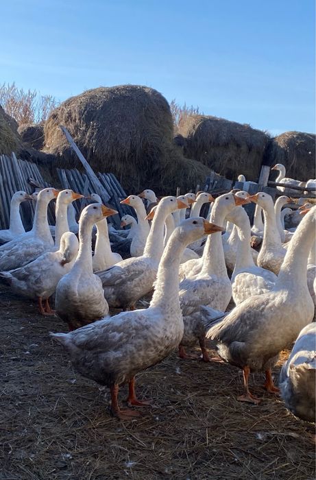 Продам домашних гусей живьем 110 голов!