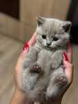 Pisicute adorabile