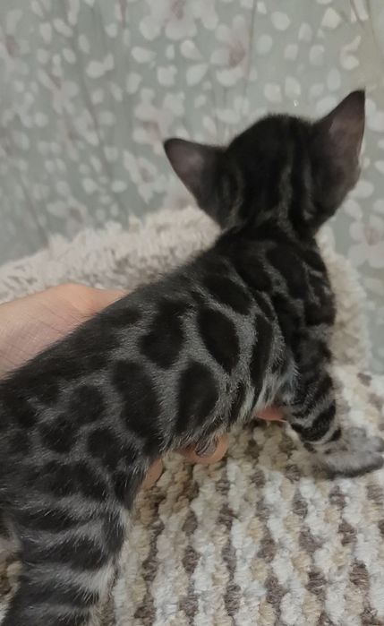 Угольная бенгальская девочка