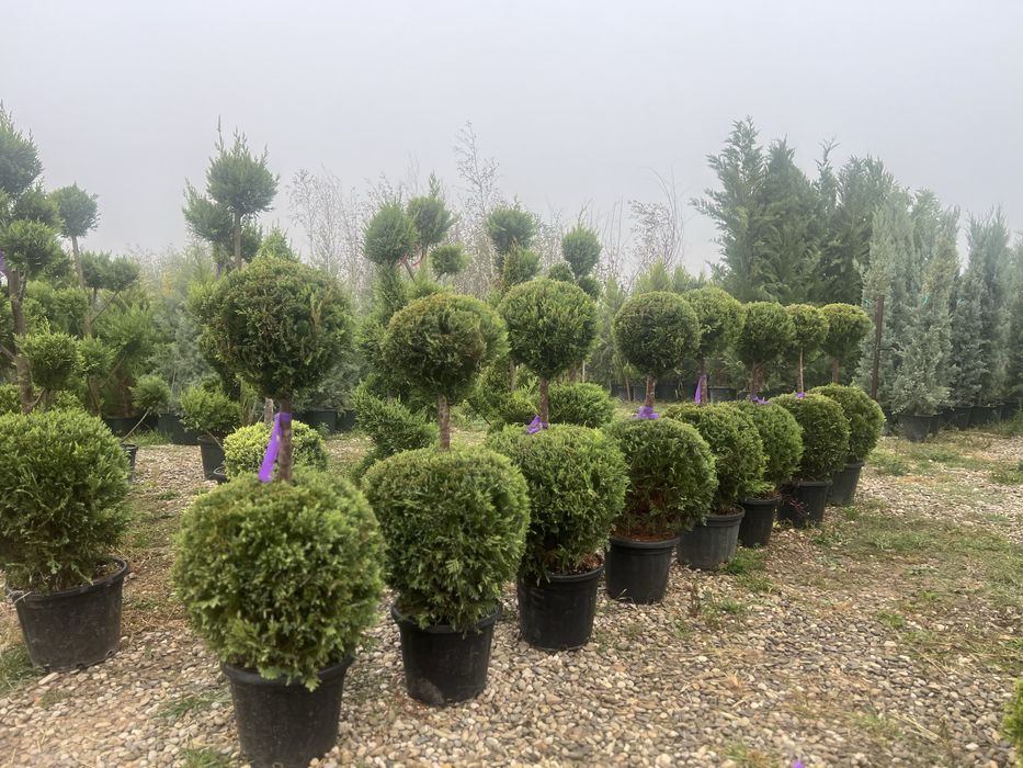 Plante ornamentale de orice specie