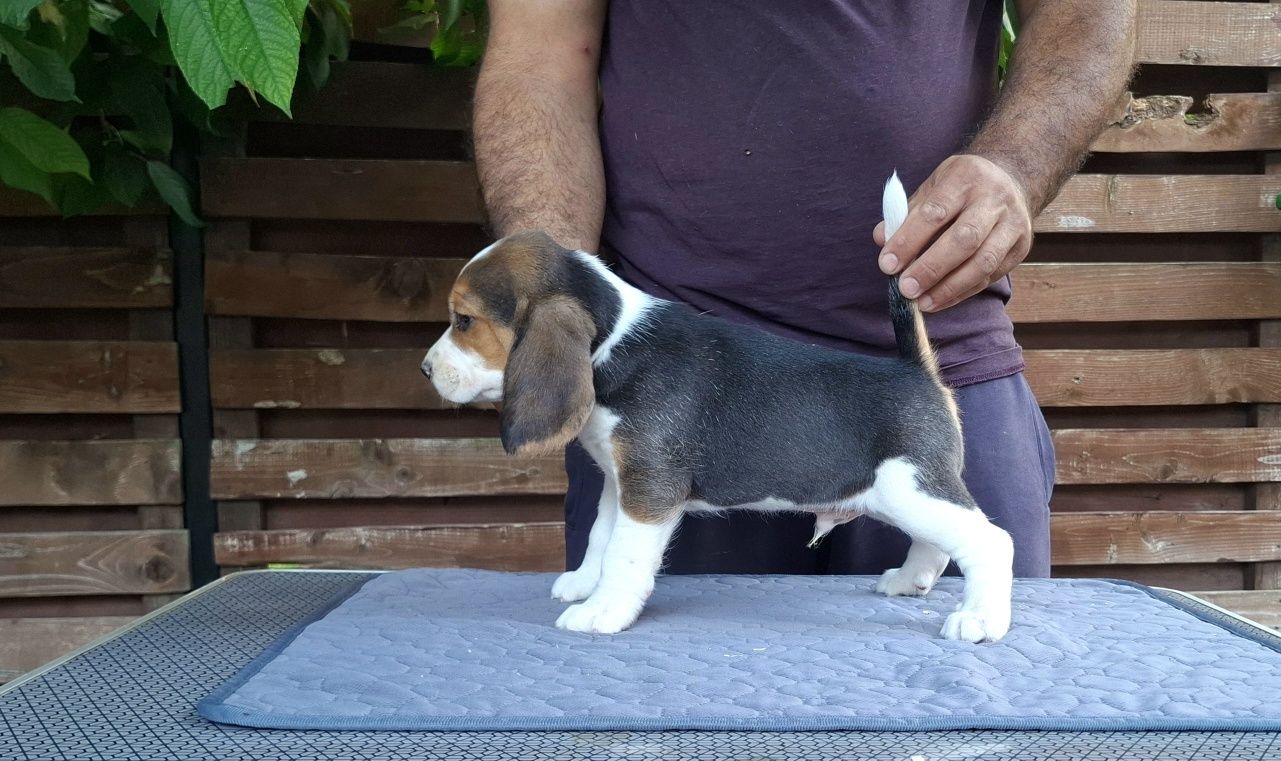 Pui beagle tricolor din părinți cu pedigree