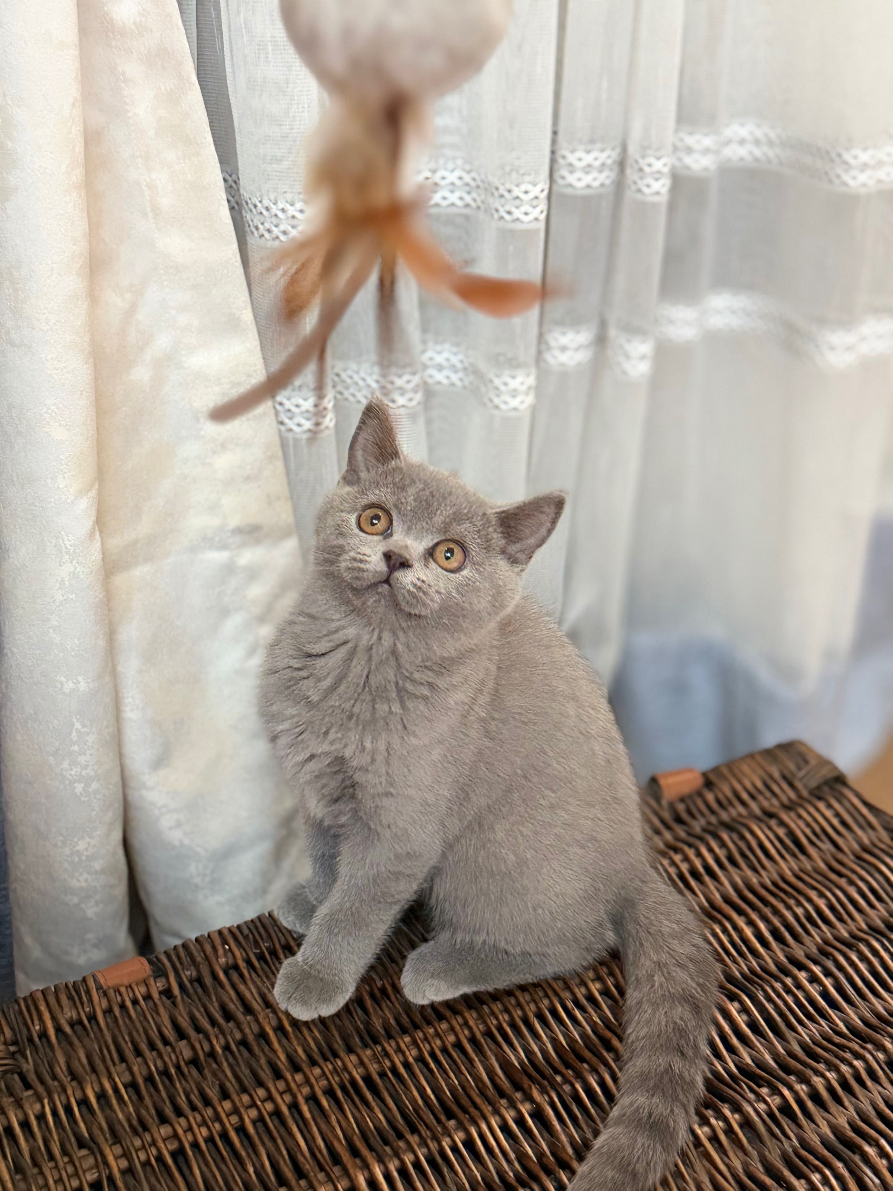Premium Lilac British shorthair