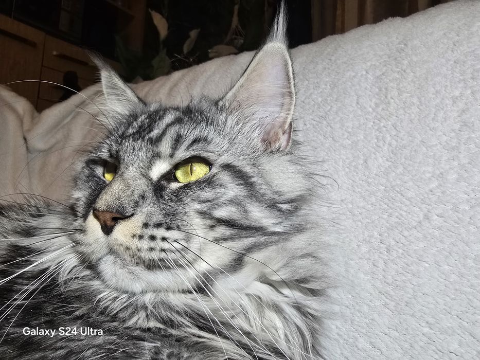 Чистокръвен Мейн кун