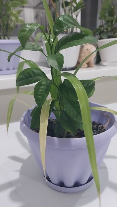 Мандарин отроскасы сатылады