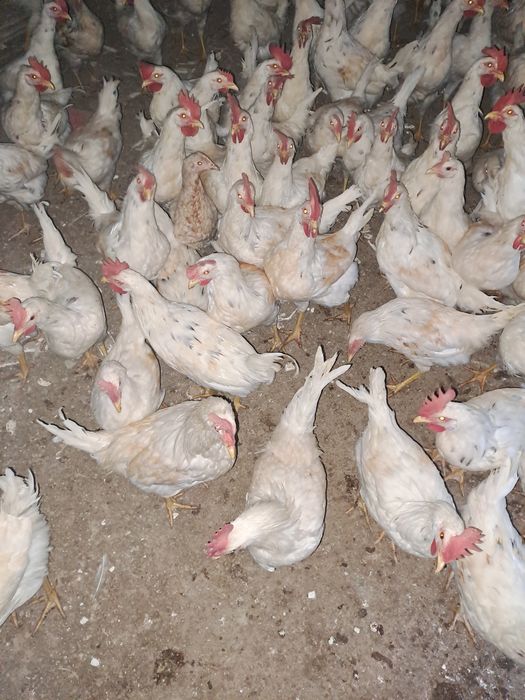 Xuroz sotiladi uyga bokilgan