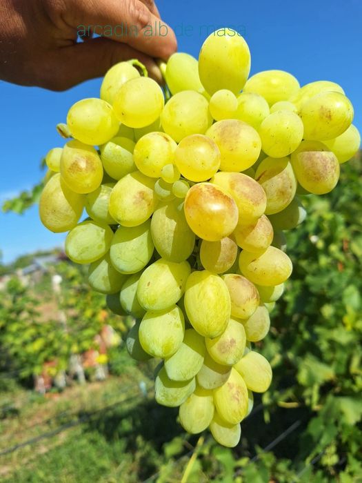 Butasi de vită de vie de anul 2 și de anul 3