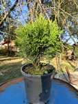 Tuia smaragd/ leylandi/ laur/ ienupar/ chiparos/ plante ornamentale