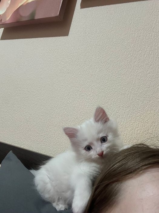 Очаровательный малыш-Лео! В самые Любящие ручки!