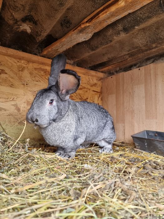 Iepuroaică Metiș și iepurașii Metiș