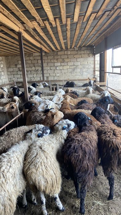 Тоқты қой сатылады