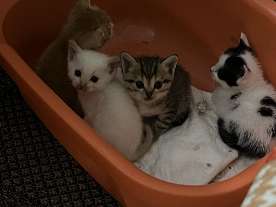 отдам котят в добрые руки