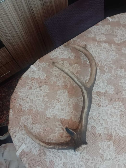 Еленски рог Еленски рог