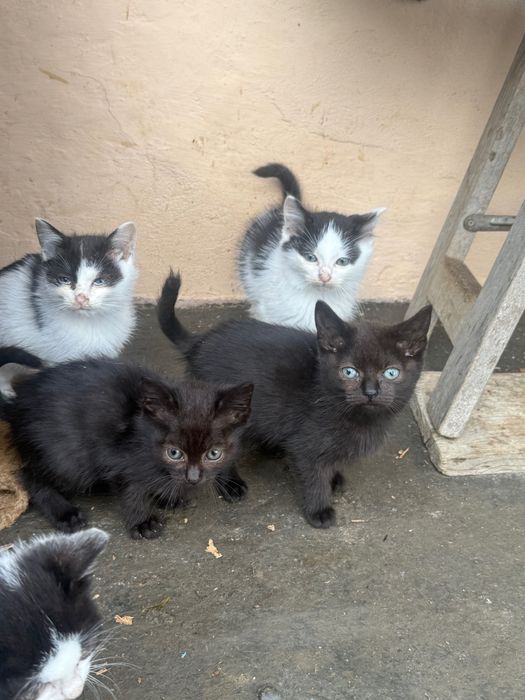 Ofer spre adopție pui pisica