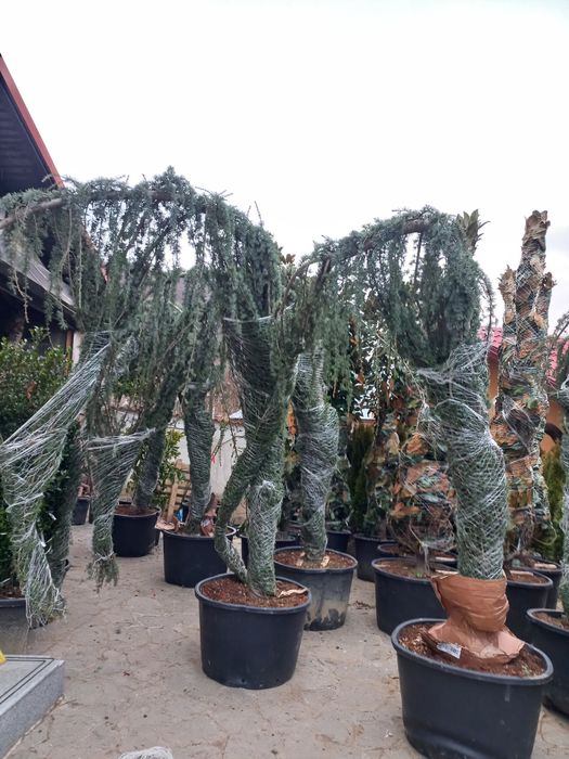 Vând cedrus magnolia grande flora palmieri