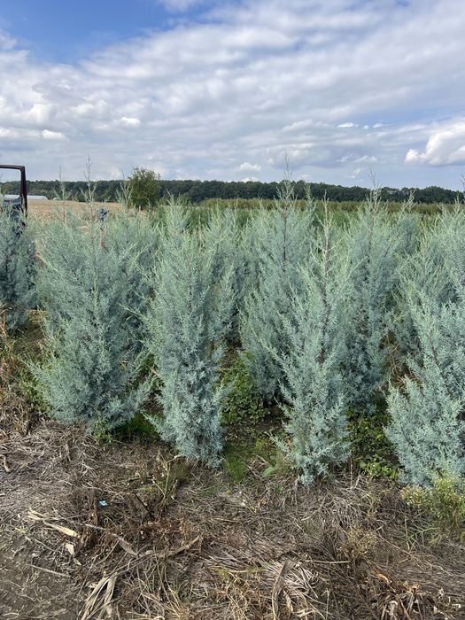 Plante ornamentale de orice specie la pret minim garantat
