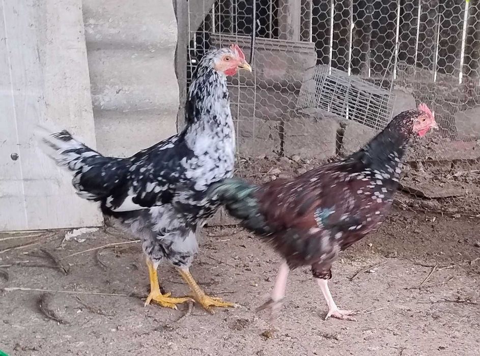 cocosi de 4,5 luni Pita Pinta Asturiana