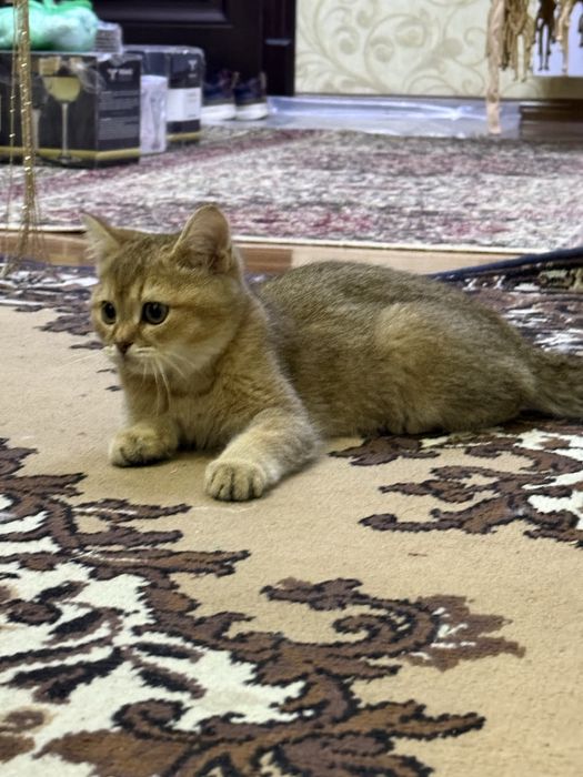 Scotish strite toza zotli mushuk