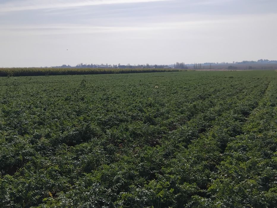 Sabzi sotiladi kelishilgan narxda