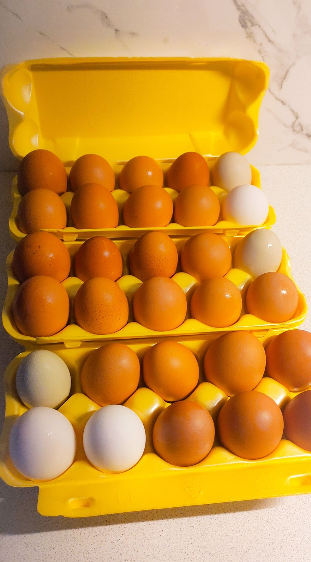 Домашние яйца в контейнерах