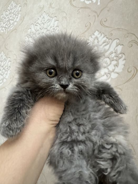 Продаются британские котята