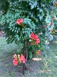 Plante de luleaua turcului