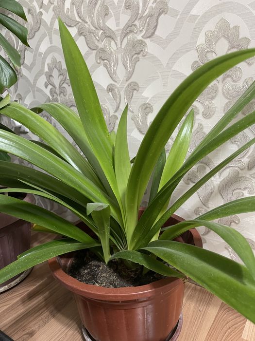 Продаётся цветы.