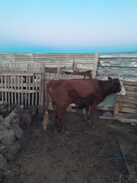 Туған сиыр сатылады