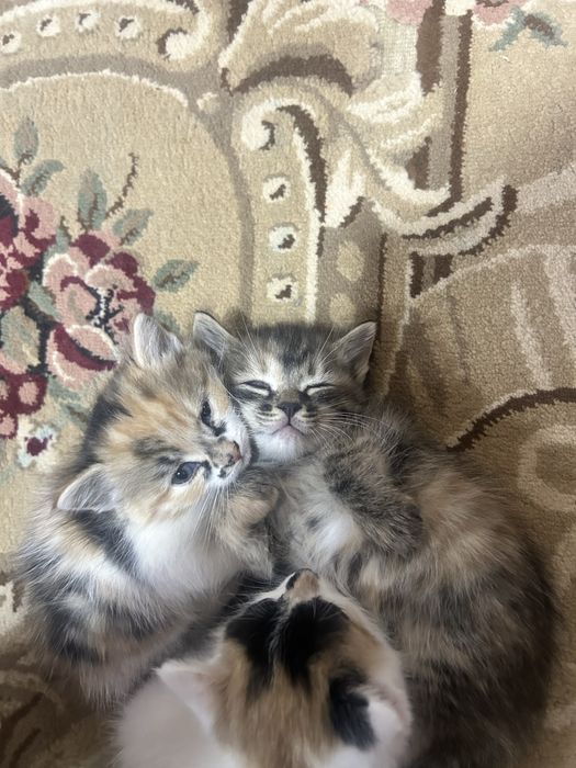 Отдам котят в хорошие руки