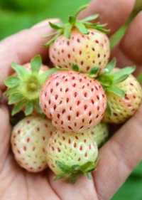 Бяла ягода Pineberries