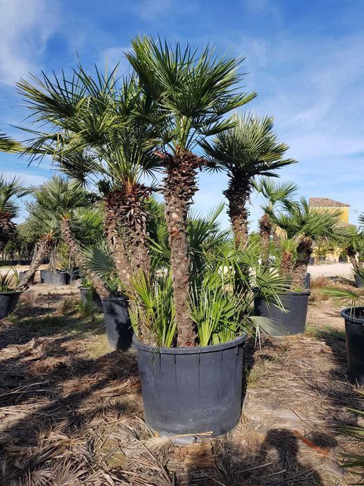 Palmieri rezistenti la ger aclimatizati