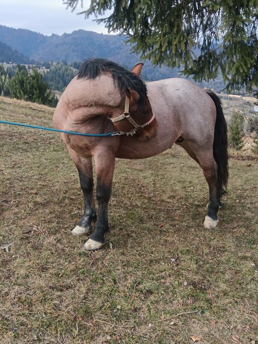 Manz 2 ani și jumătate