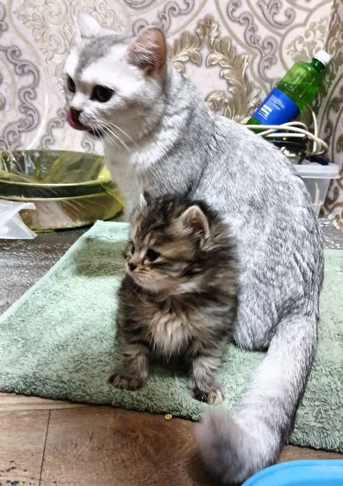 Породистые котята от сер. Шеншиллы