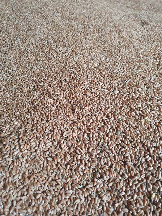 Floarea soarelui,ovaz,grau,orzoaica