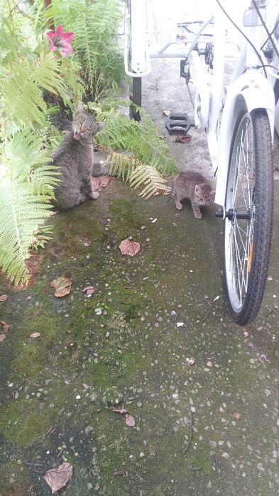 Donez 1 pisoi/pui de pisica cuminte și jucăus