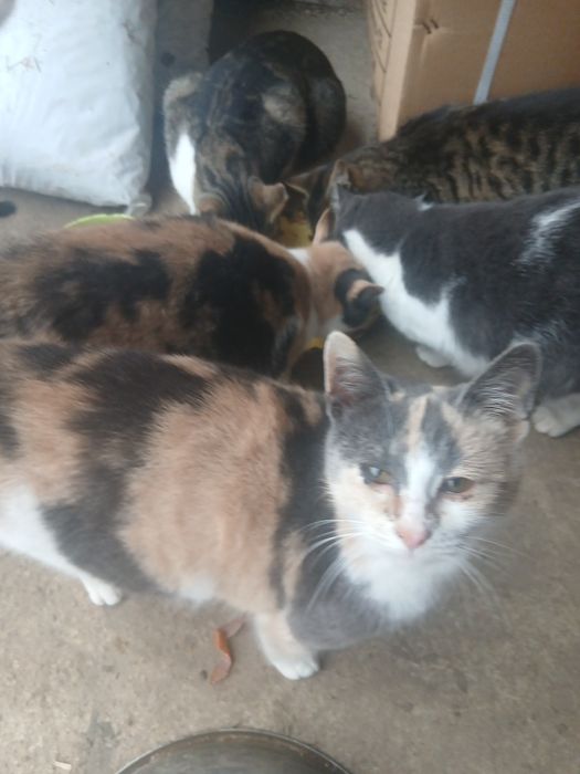 Pisicute gratis donez