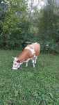 Vaca tanara de vanzare