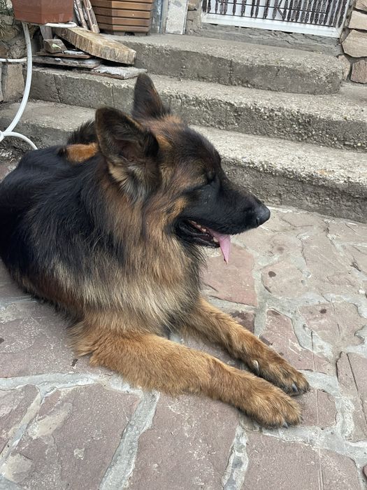 Продавам Немски и белгийски овчарки