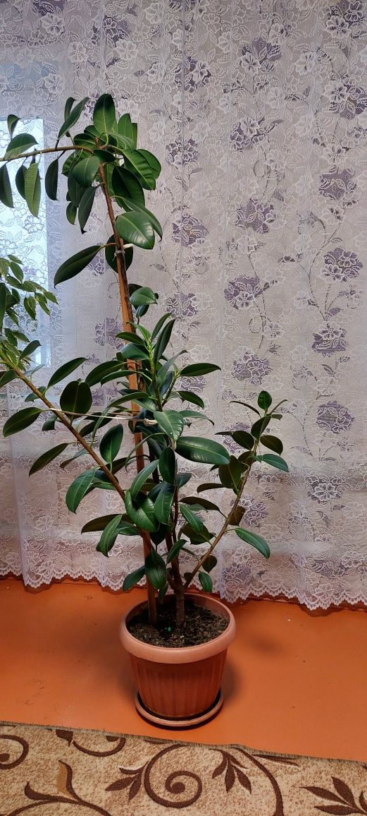 Продам цветы домашние