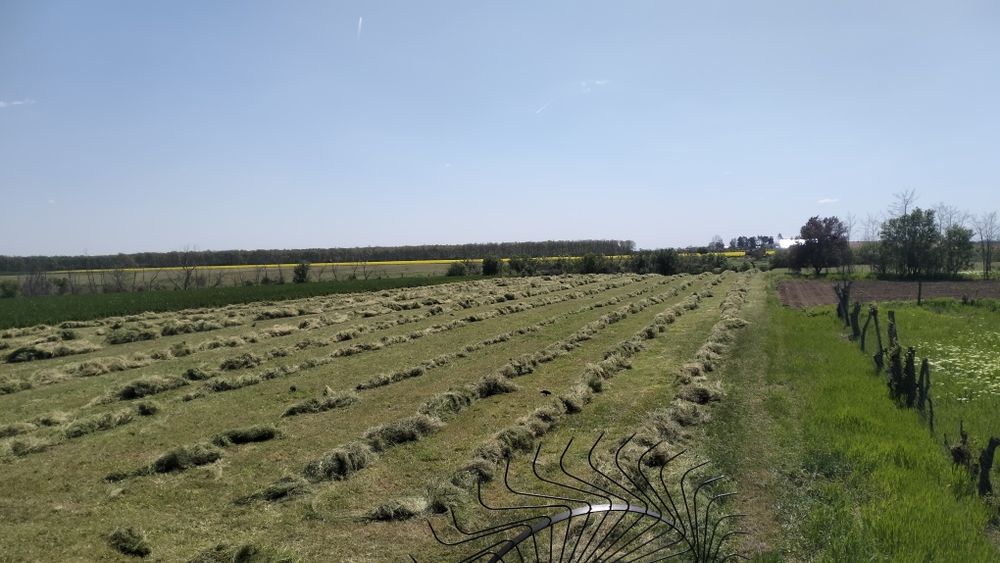 Vând baloți, dreptunghiulari 100x50x40cm, lucernă, fân, ovăz, 7 plante