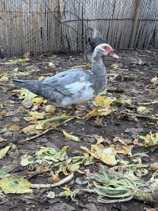 Rățoi si rațe leșești mute albe si albastre